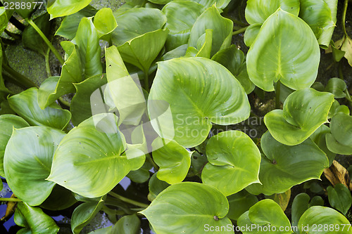 Image of Plants Calla marsh  in June