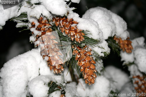 Image of Winter pine