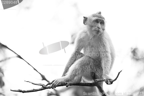 Image of Long-tailed Macaque Monkey