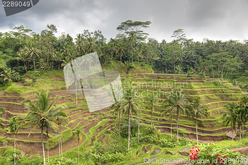 Image of Rice Terrace
