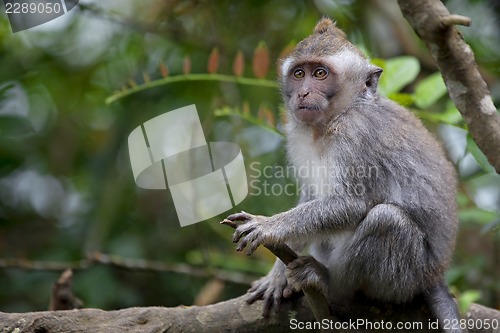 Image of Long-tailed Macaque Monkey