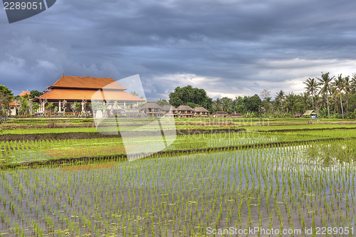 Image of Ubud nature