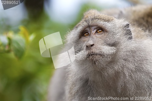 Image of Long-tailed Macaque Monkey