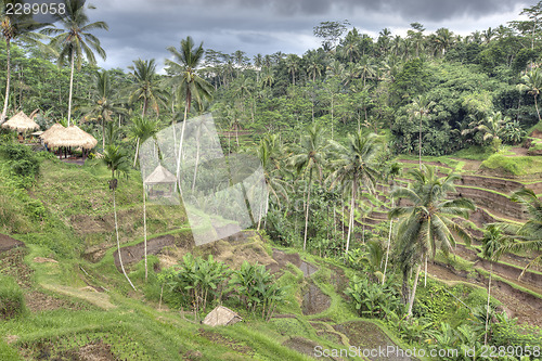 Image of Rice Terrace