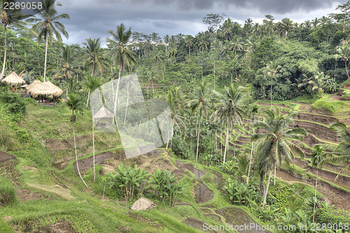 Image of Rice Terrace