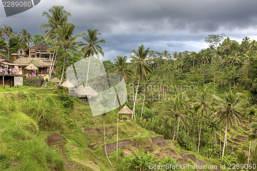 Image of Rice Terrace