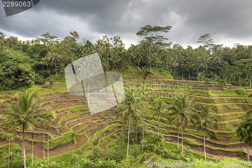 Image of Rice Terrace