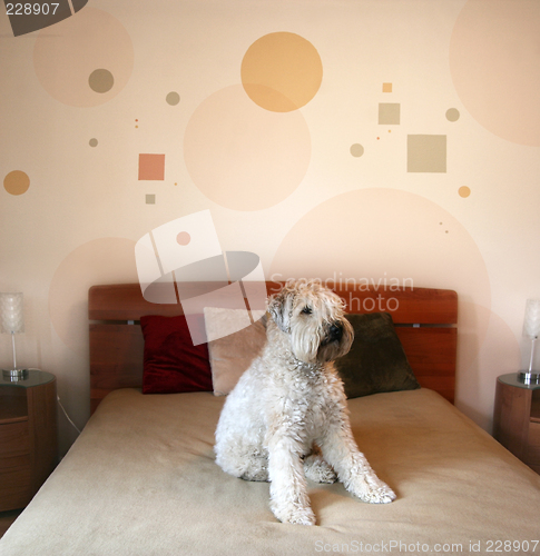 Image of Dog in modern bedroom