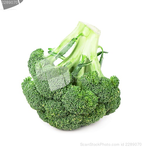 Image of Fresh, Raw, Green Broccoli Pieces