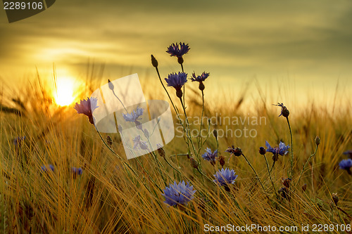 Image of summer sunset over grass field with shallow focus