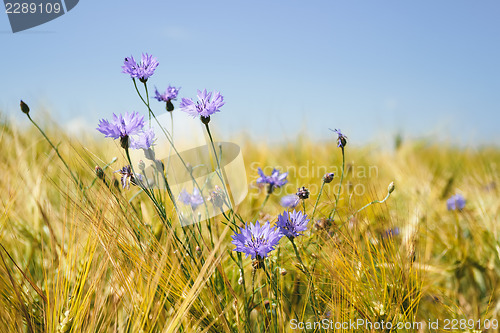 Image of blue cornflowers in the wheat field