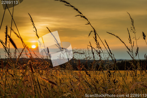 Image of summer sunset over grass field