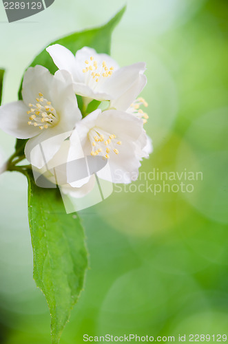 Image of Beautiful flowers of a jasmin, close up. Summer  background