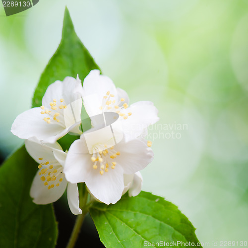 Image of Beautiful flowers of a jasmin, close up. Summer  background
