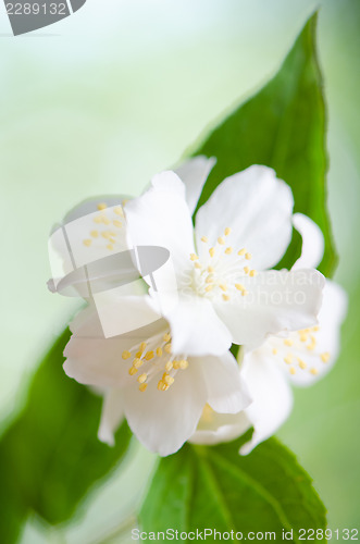 Image of Beautiful flowers of a jasmin, close up. 