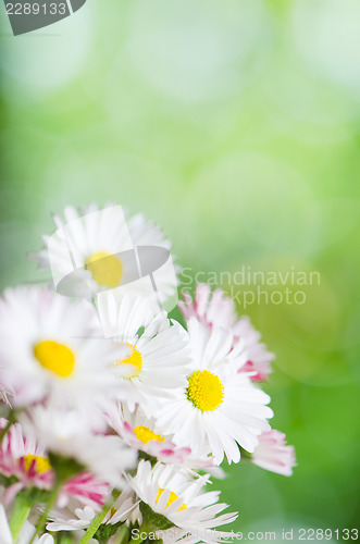 Image of Daisy flowers, close-up. Summer background