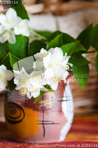 Image of Beautiful flowers of a jasmin in a pot, close up