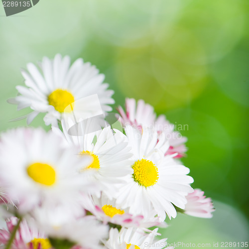 Image of Beautiful daisy flowers, close-up. Summer background