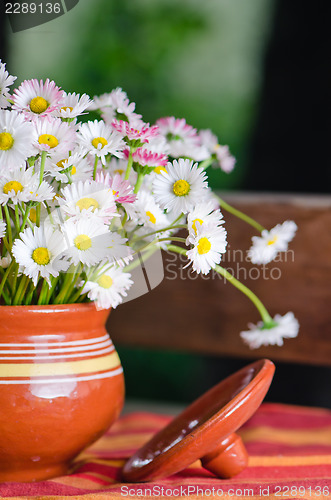 Image of Beautiful daisy flowers in a pot