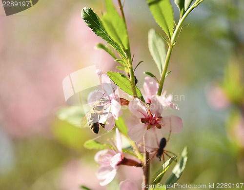 Image of spring bee