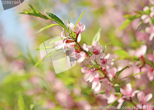 Image of spring sakura