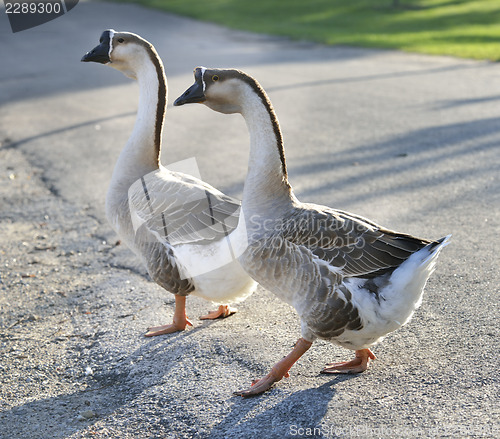 Image of Gray Geese