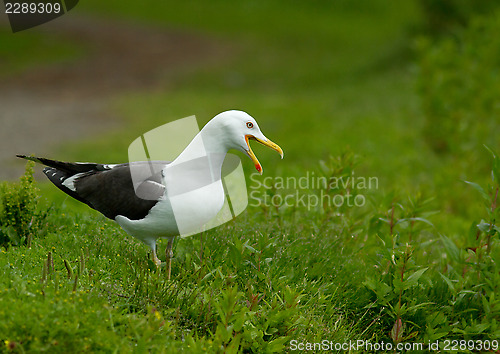 Image of Lesser Black-backed Gull