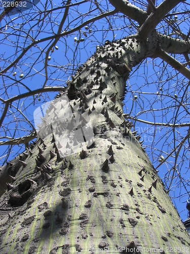 Image of Johannes bread tree