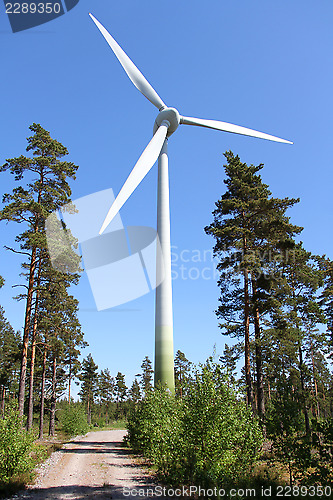 Image of Wind Turbine in Pine Forest