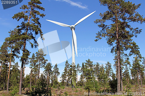 Image of Wind Turbine in Pine Forest