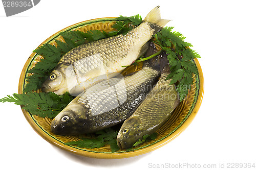 Image of Three carp on ceramic dish and greens