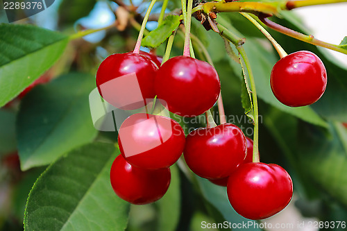 Image of Ripe cherries on a tree branch