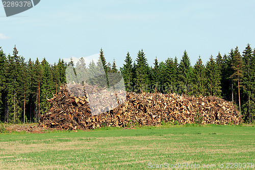 Image of Heap of Stump Wood as Logging Residue