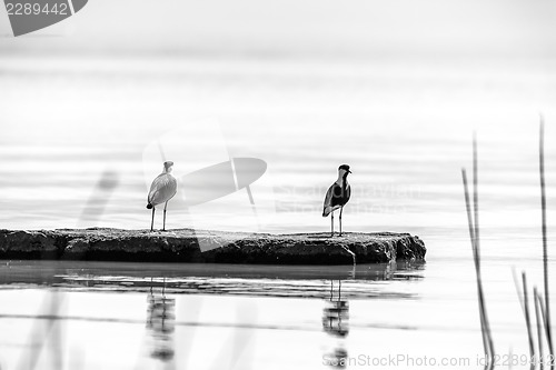 Image of Two birds on lake Langano