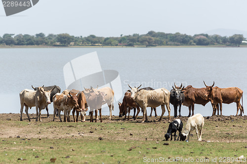 Image of Cattle drinking water by the lake