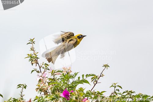 Image of Robin taking off