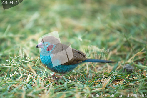 Image of Red-cheeked Cordon-bleu