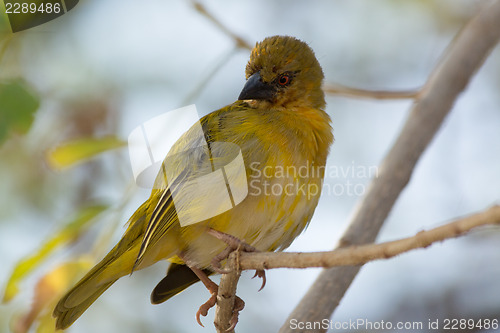 Image of Abyssinian Citril