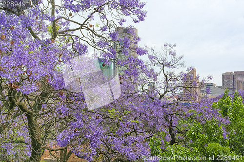 Image of Jacaranda City