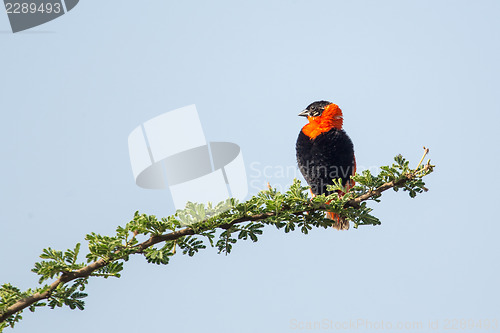 Image of Black-winged Red Bishop