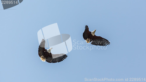 Image of Two eagles in flight