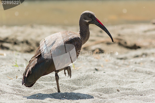 Image of Wattled Ibis