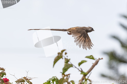 Image of Speckled Mousebird in flight