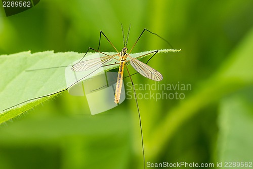 Image of Mosquito  on the leaf