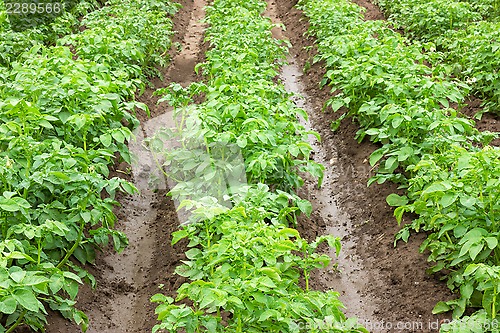 Image of Potato fields