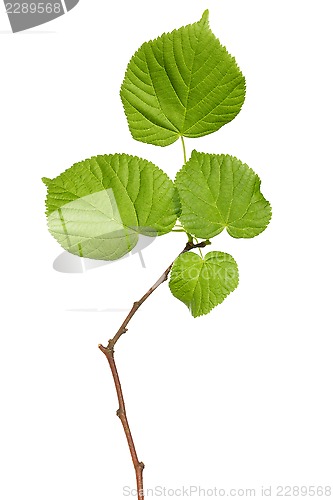 Image of Tree branch on white background