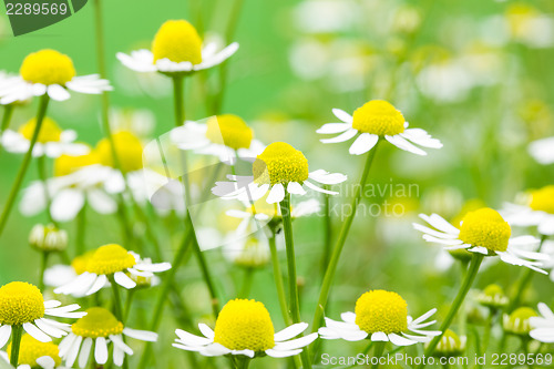 Image of White and yellow daisies