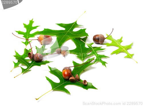 Image of Acorns and green leafs of oak (Quercus palustris)