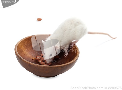 Image of White rat eating peanuts from wooden plate