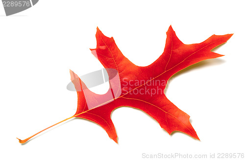 Image of Red leaf of oak